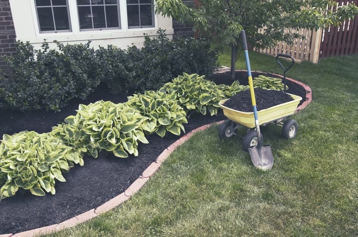 Freshly mulched flower bed with hostas and new edging